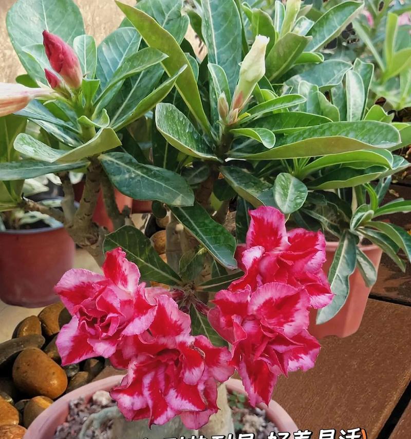 沙漠玫瑰养殖有哪些技巧？养殖沙漠玫瑰需要注意什么？