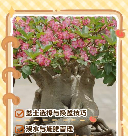 沙漠玫瑰养殖有哪些技巧？养殖沙漠玫瑰需要注意什么？