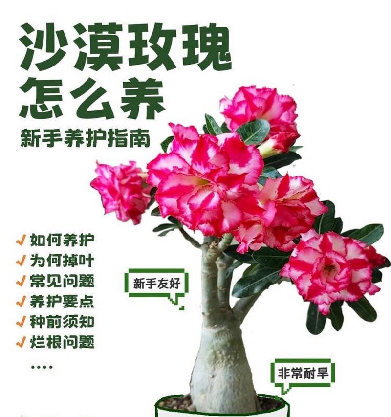 沙漠玫瑰养殖有哪些技巧？养殖沙漠玫瑰需要注意什么？