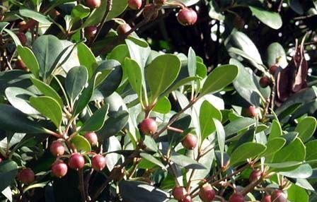 厚皮香如何种植？种植厚皮香的正确步骤是什么？
