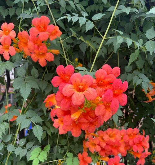 凌霄花的开花时间是什么时候？如何促进开花？