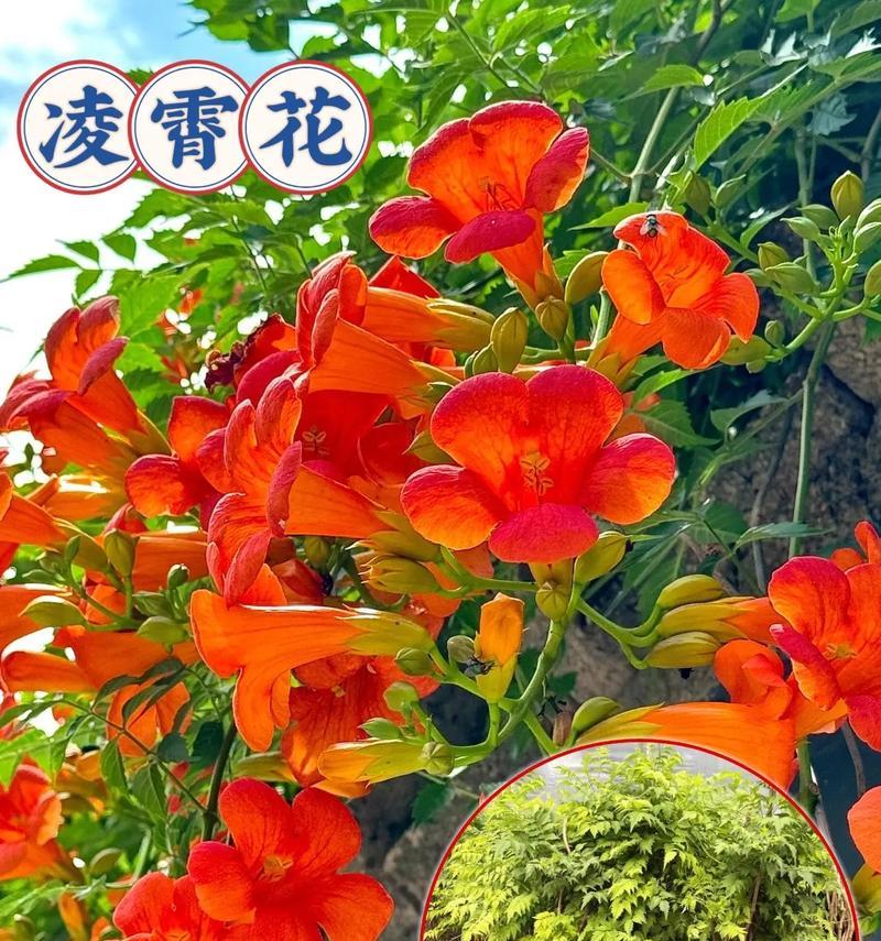 凌霄花的开花时间是什么时候？如何促进开花？