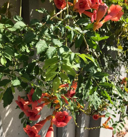 凌霄花的开花时间是什么时候？如何促进开花？