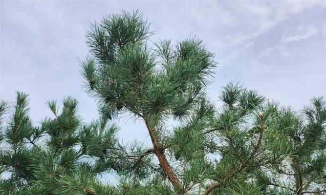内蒙古适合种植哪些树木？如何选择合适的树种？