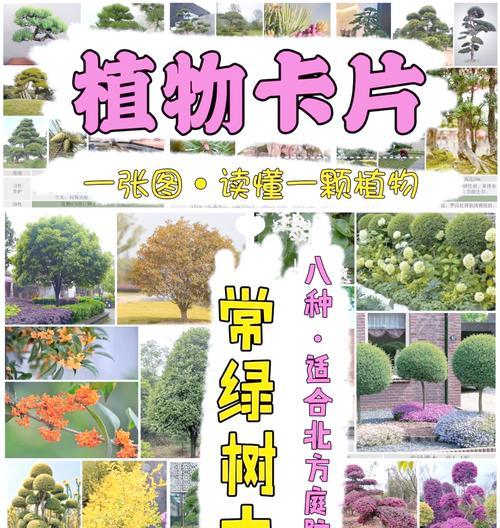 内蒙古适合种植哪些树木？如何选择合适的树种？