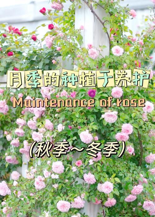 甜蜜诉说月季如何种植？怎样才能长得更好？