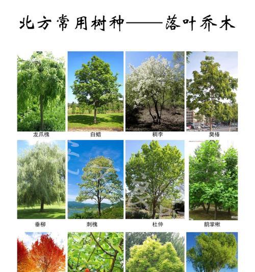 北方地区适合种植哪些常绿乔木？如何选择适合的品种？