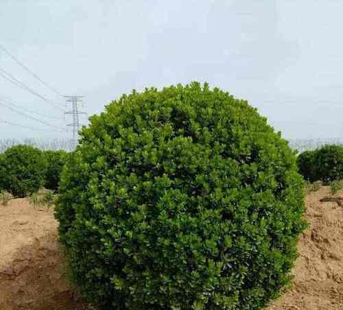 北方地区适合种植哪些常绿乔木？如何选择适合的品种？