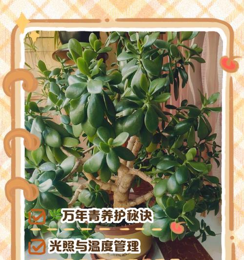 万年青夏天怎么浇水？如何确保万年青健康生长？