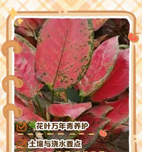 万年青夏天怎么浇水？如何确保万年青健康生长？