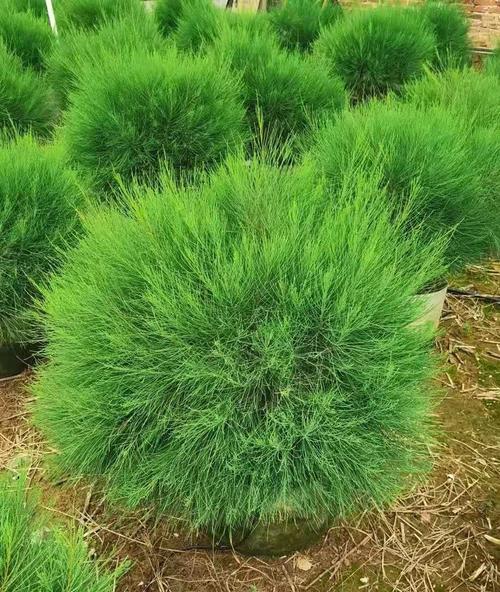 木麻黄如何种植？种植过程中有哪些要点？