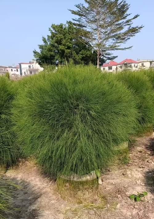 木麻黄如何种植？种植过程中有哪些要点？