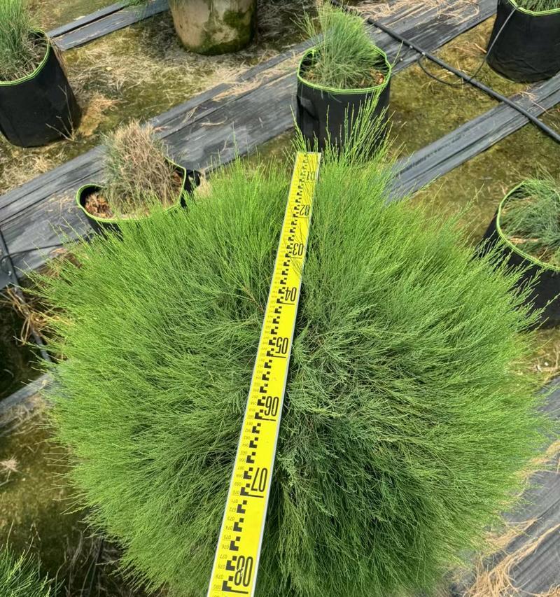 木麻黄如何种植？种植过程中有哪些要点？