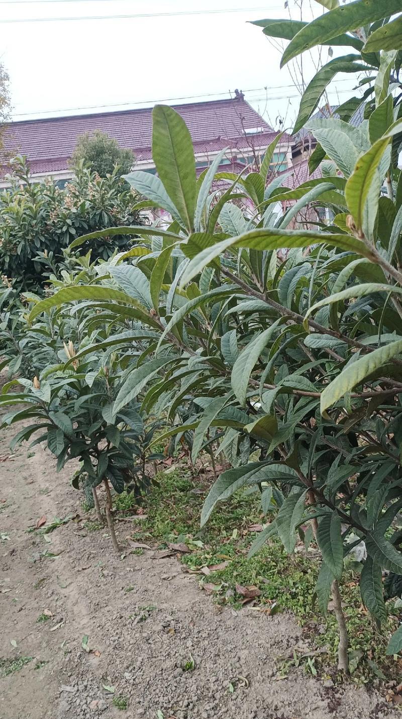 棕树是几月份移栽好活？移栽时应注意哪些问题？