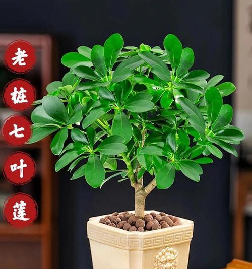 冷水七如何种植才能生长旺盛？