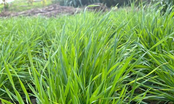 黑麦草每平方米种植多少克合适？种植时有哪些技巧？