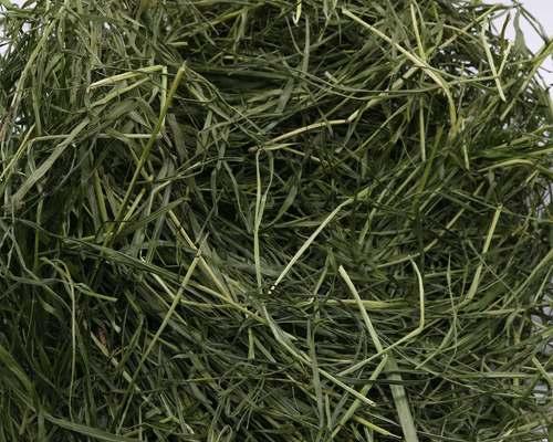 黑麦草每平方米种植多少克合适？种植时有哪些技巧？