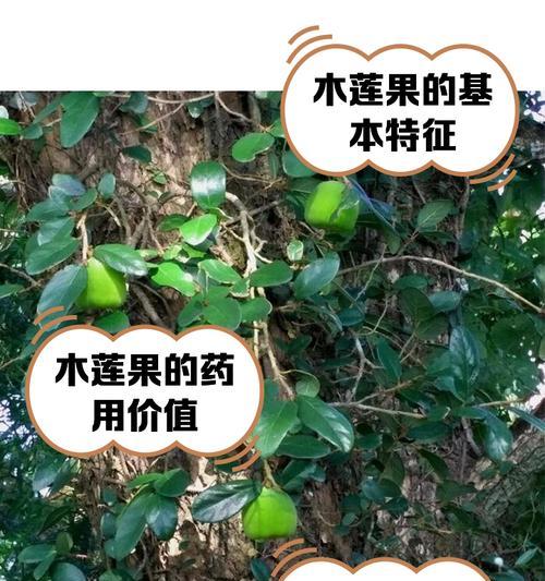 乳源木莲如何种植？有哪些技巧？