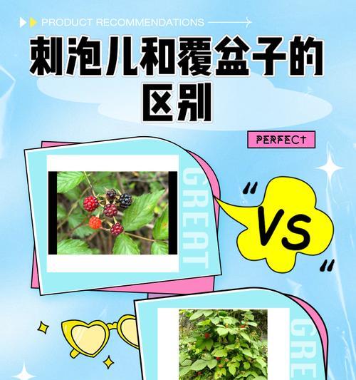 泡泡刺如何种植？种植后如何进行日常管理？