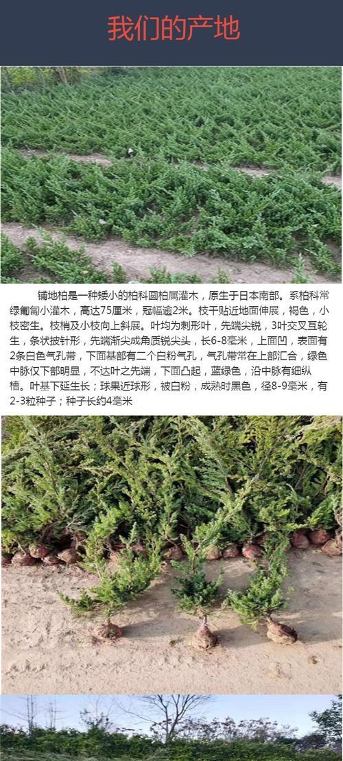 铺地柏与真柏在形态上有何不同？