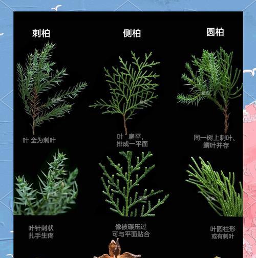 铺地柏与真柏在形态上有何不同？