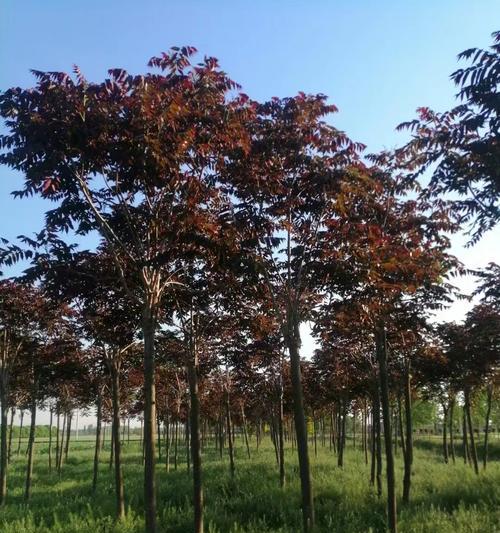 红叶椿如何种植？种植后如何保持其色彩？
