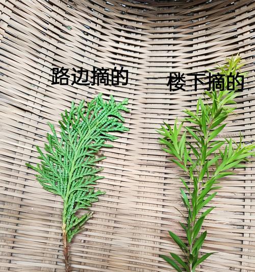 地柏与侧柏的区别是什么？它们的生长习性有何不同？