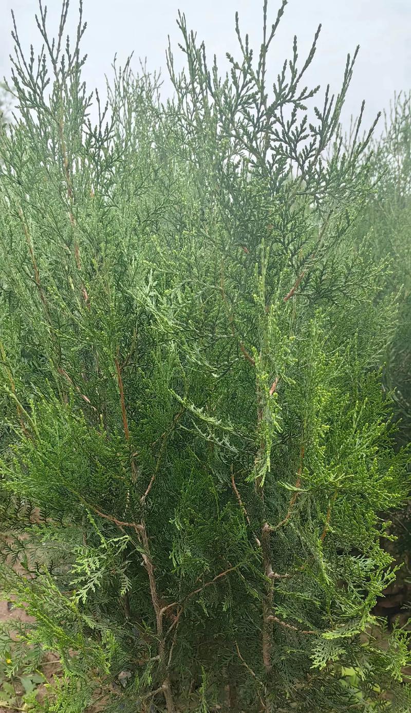 地柏与侧柏的区别是什么？它们的生长习性有何不同？