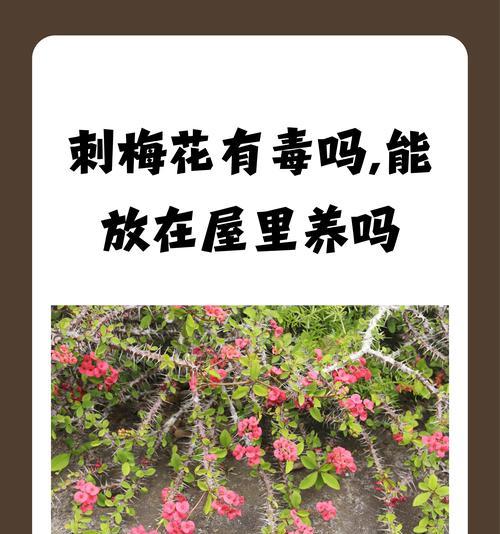 刺梅种植对土壤酸碱度有何要求？如何选择合适的土壤？