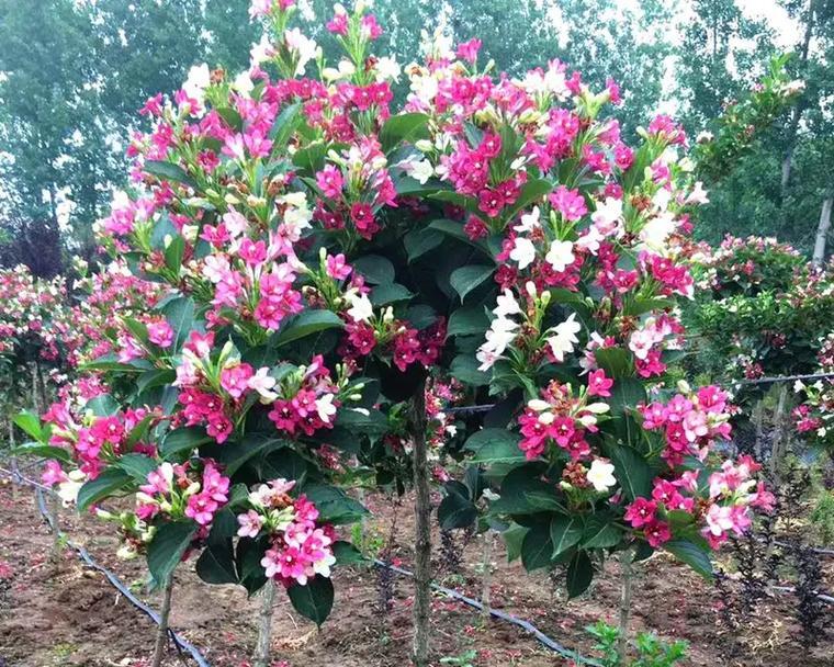 黑龙江可以种的花树有哪些？适合当地气候的花树是什么？