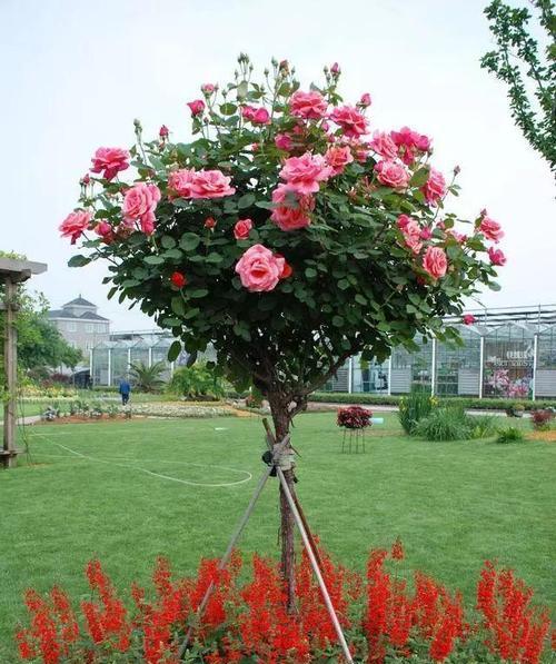 黑龙江可以种的花树有哪些？适合当地气候的花树是什么？