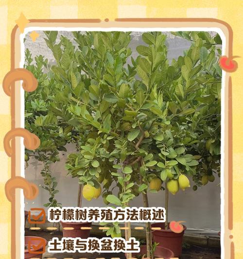 柠檬树养殖需要注意什么？如何避免常见问题？