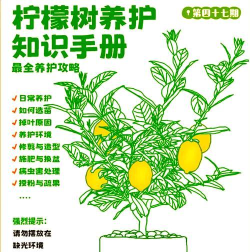 柠檬树养殖需要注意什么？如何避免常见问题？
