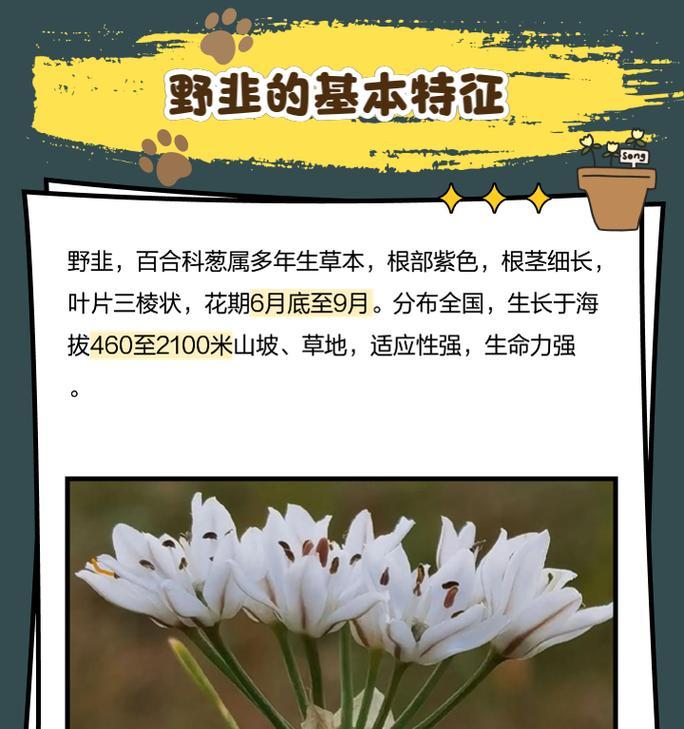 野韭如何种植？种植野韭有哪些技巧？