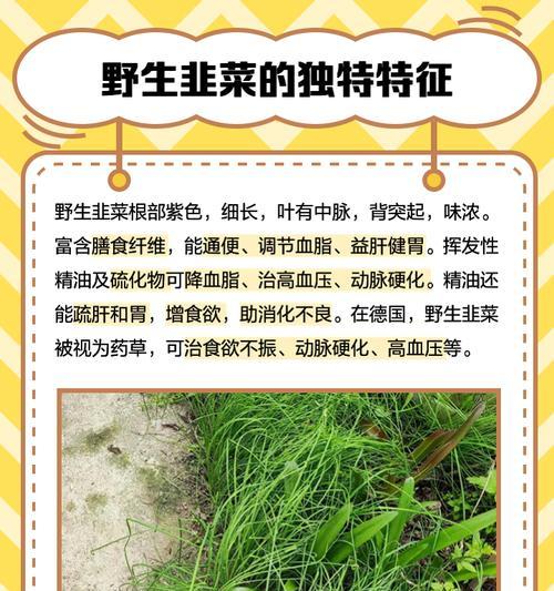 野韭如何种植？种植野韭有哪些技巧？