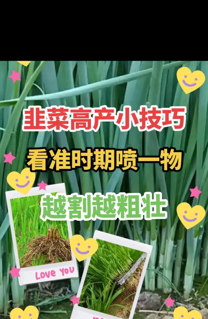 野韭如何种植？种植野韭有哪些技巧？