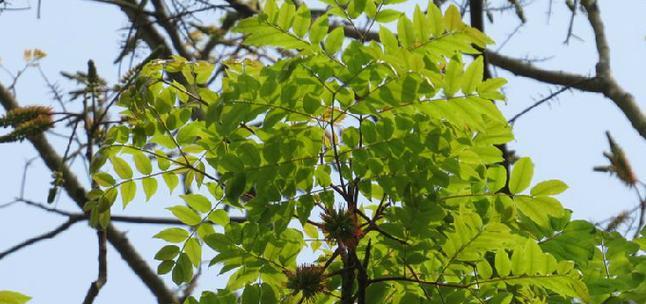顶果木种植有哪些步骤？种植后如何养护？