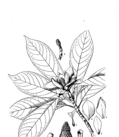 顶果木种植有哪些步骤？种植后如何养护？