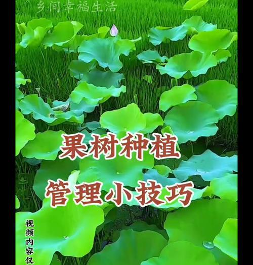 顶果木种植有哪些步骤？种植后如何养护？