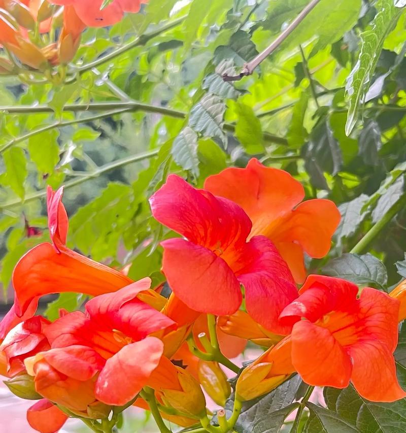 凌霄花能露天越冬吗？种植凌霄花有哪些注意事项？