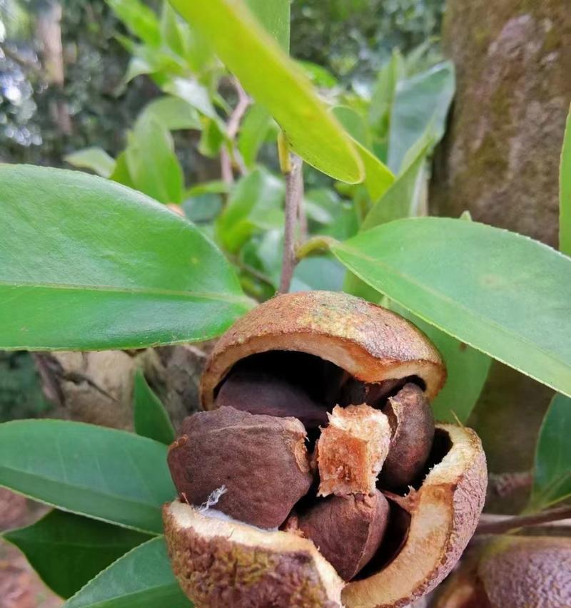 茶树籽能种出茶树吗？种植茶树籽的正确方法是什么？