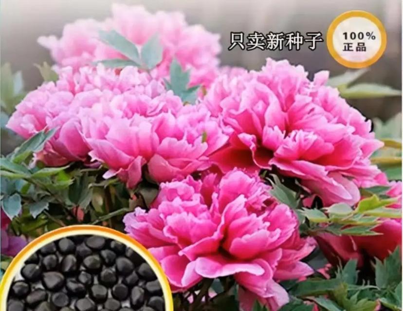 牡丹花种子发芽到开花的周期是多久？