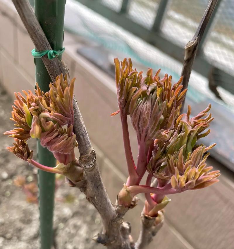 牡丹花种子发芽到开花的周期是多久？