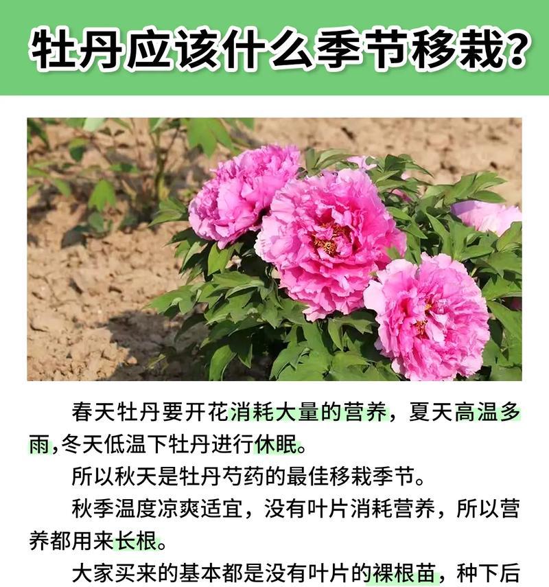 牡丹花种子发芽到开花的周期是多久？