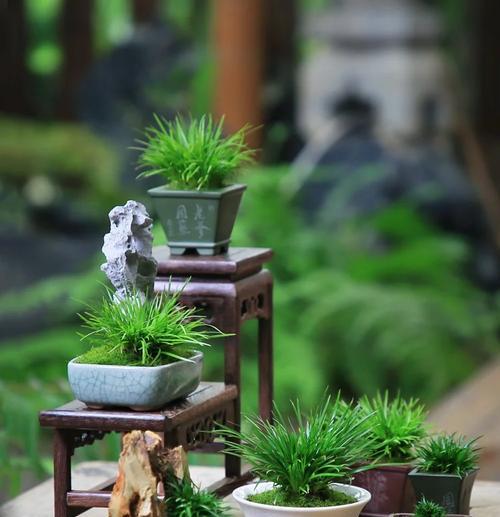 菖蒲花怎么种植？种植菖蒲花有哪些技巧？