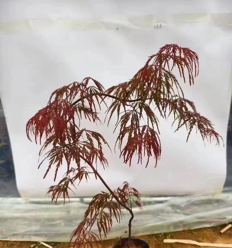 羽毛枫种植需要注意哪些要点？如何保证羽毛枫的成活率？
