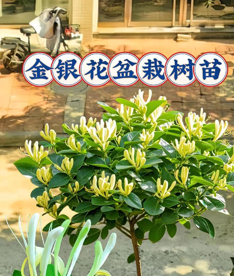 金花忍冬如何种植？有哪些特别的种植技巧？