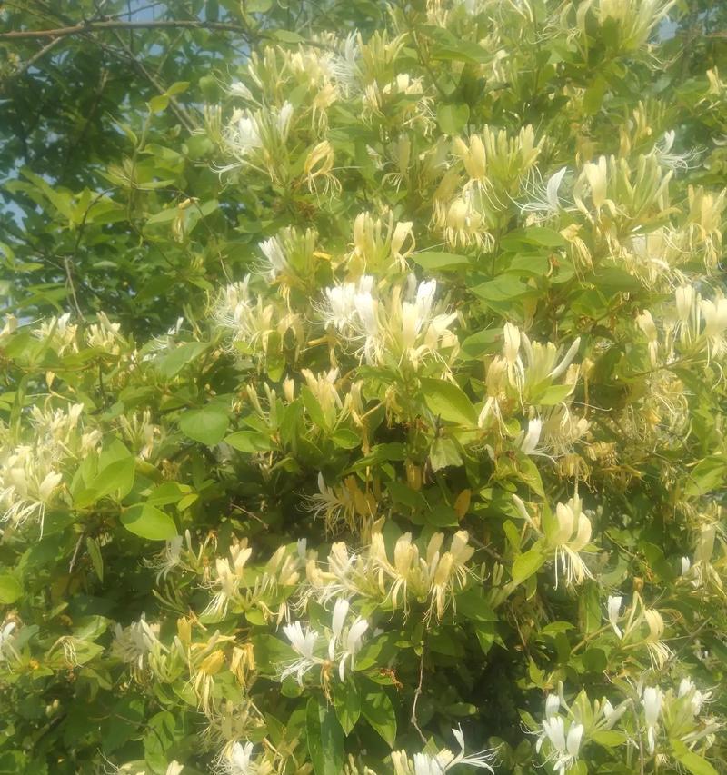 金花忍冬如何种植？有哪些特别的种植技巧？