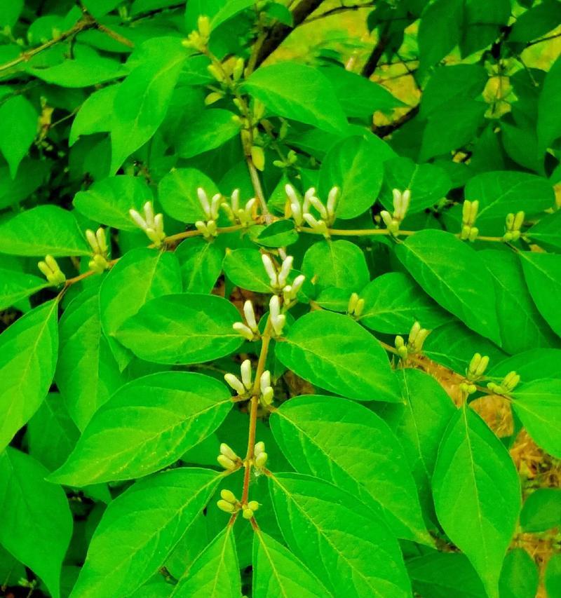 金花忍冬如何种植？有哪些特别的种植技巧？