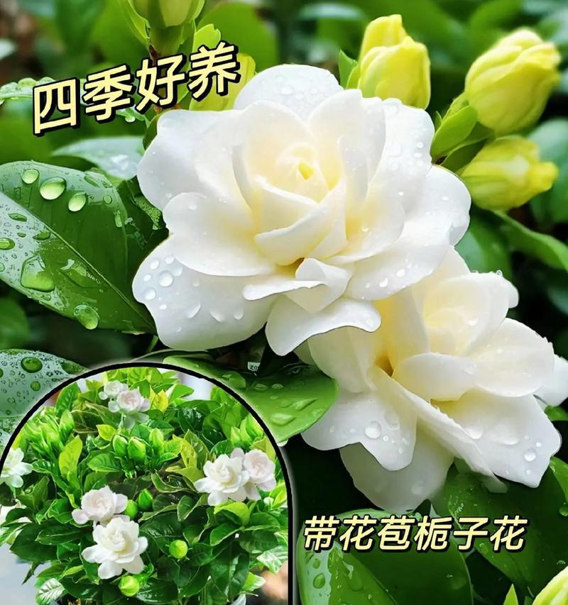 栀子花种植的最佳时间是什么时候？如何提高栀子花的成活率？